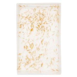 Live Brine Shrimp