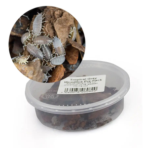 Tropical Grey Woodlice Culture