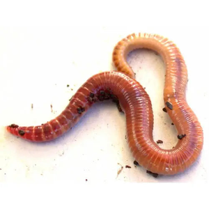 Small Worms 50-75mm