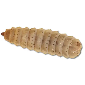 Large Calciworms 100 pack 8-12mm