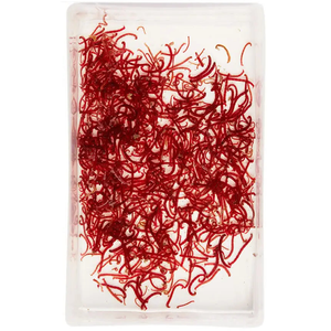 Live Large Bloodworms