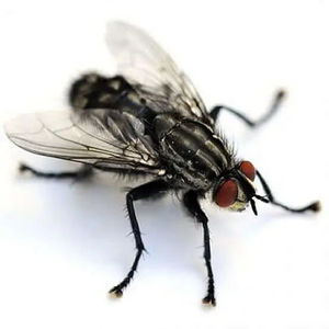 Curly-wing Flies - Pre Pack