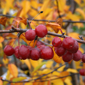 Malus Red Sentinel - Crab Apple Tree - Mix and Match
