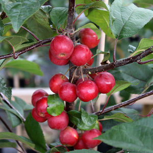 Malus Gorgeous - Crab Apple Tree - Mix and Match