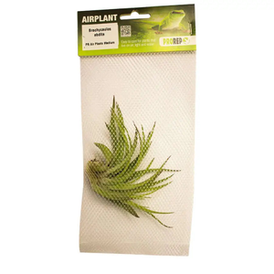 Airplant - Tillandsia brachycaulos var. abdita