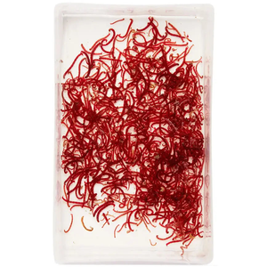 Live Small Bloodworms