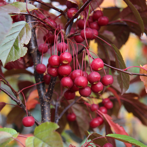 Malus toringo Scarlett - Crab Apple Tree - Mix and Match