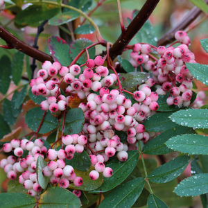 Sorbus Pink Pagoda - Mountain Ash Tree - Mix and Match