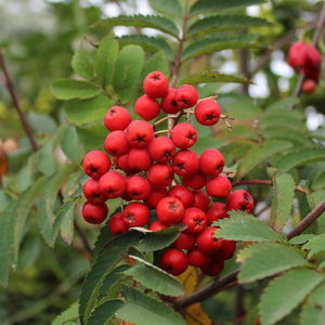 Sorbus Sheerwater Seedling - Mountain Ash Tree - Mix and Match