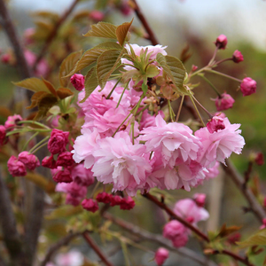 Prunus Pink Perfection - Flowering Cherry Tree - Mix and Match
