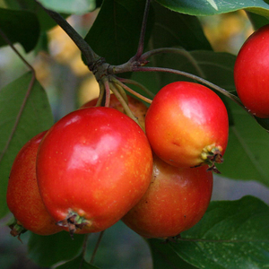 Malus John Downie - Crab Apple Tree - Mix and Match