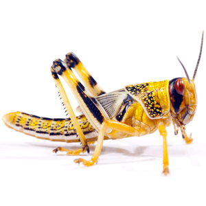 Hatchling Locust 5-10mm