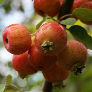 Malus Evereste - Crab Apple Tree - Mix and Match