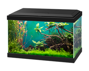 Ciano Aqua 20 LED Black