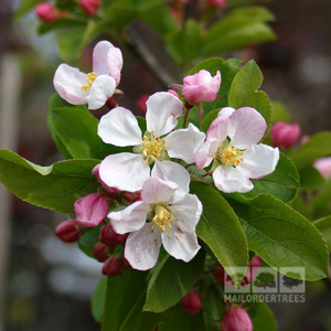 Malus Red Sentinel - Crab Apple Tree - Mix and Match