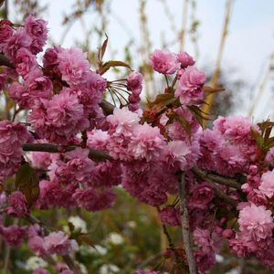 Prunus Kiku-Shidare Zakura - Cheals Weeping Cherry Tree - Mix and Match