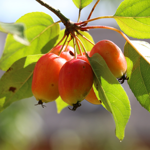 Malus John Downie - Crab Apple Tree - Mix and Match