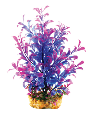 Aqua One Vibrance Blue Hygrophila Medium 20cm