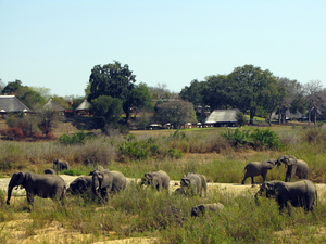 Mala Mala Camp