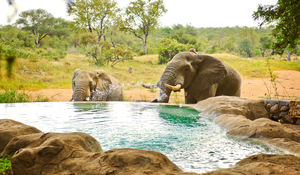 Motswari Private Game Reserve - Main Camp