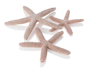 Biorb Starfish Set Natural 3 Pack
