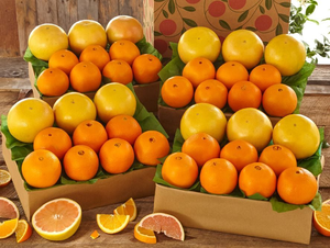 4 Trays Navel Oranges & Ruby Red Grapefruit