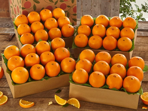4 Trays of Navel Oranges