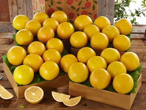 4 Trays of White Grapefruit