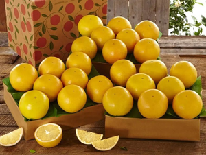 3 Trays of White Grapefruit
