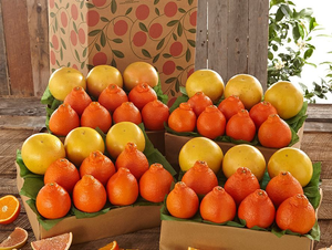 4 Trays, Honeybells & Ruby Red Grapefruit
