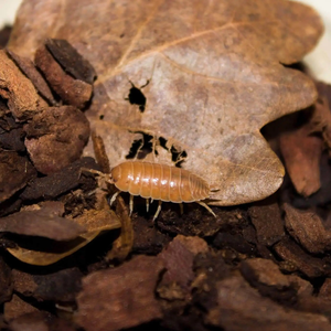 Giant Orange Woodlice Culture
