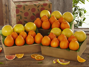 3 Trays - Golden Honeybells & Ruby Red Grapefruit