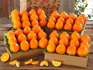 Golden Honeybells - 4 Trays