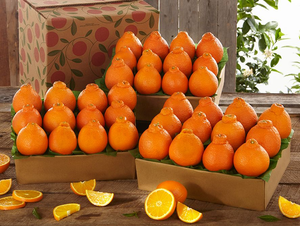 Golden Honeybells - 3 Trays