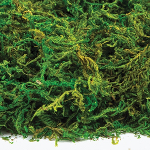 Dried Moss