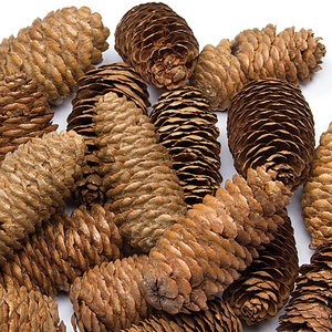 Long Pine Cones