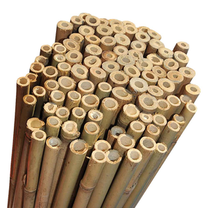 Bamboo Garden Canes | Heavy-Duty Plant Support | 2ft - 10ft - 4ft, 12-14mm, 20
