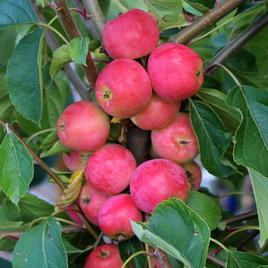 Malus Jelly King - Crab Apple Tree - Mix and Match