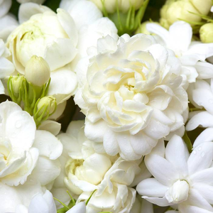 Jasmine Fragrance Oil - Discontinued - 50g