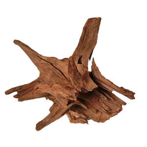 Corbo Catfish Root 30 - 40CM