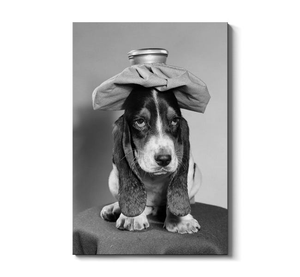 Bassett Hound Dog With Ice Pack On Head
