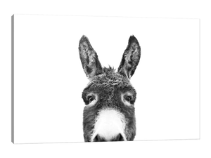 Peeking Donkey In Black & White