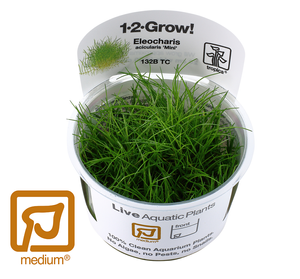 Tropica 1-2-GROW Eleocharis pusilla 'Mini'