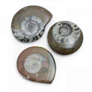 Polished Goniatite Fossil