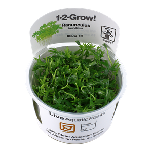 Tropica 1-2-GROW Ranunculus inundatus