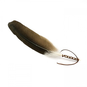Cathartes Aura Feather Fan