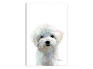 Maltese Puppy