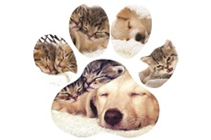 Paw