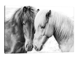 Horse Love