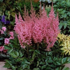 Astilbe Vision in Pink